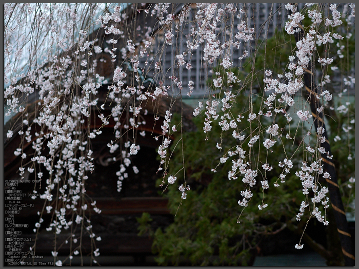 東南院（吉野山）_桜_2013yaotomi_1st.jpg