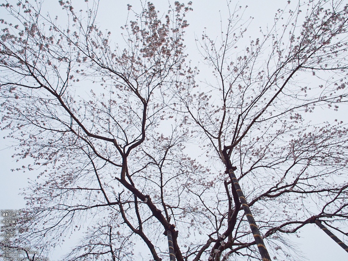 東南院（吉野山）_桜_2013yaotomi_5s.jpg