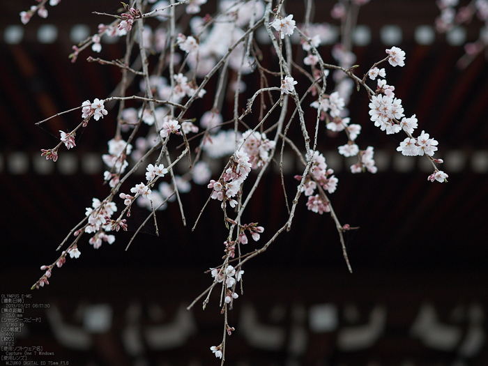 東南院（吉野山）_桜_2013yaotomi_7s.jpg