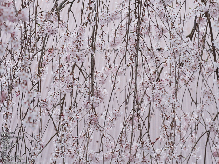 桜本坊（吉野山）_桜_2013yaotomi_10s.jpg