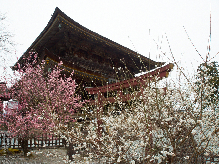 桜本坊（吉野山）_桜_2013yaotomi_17s.jpg