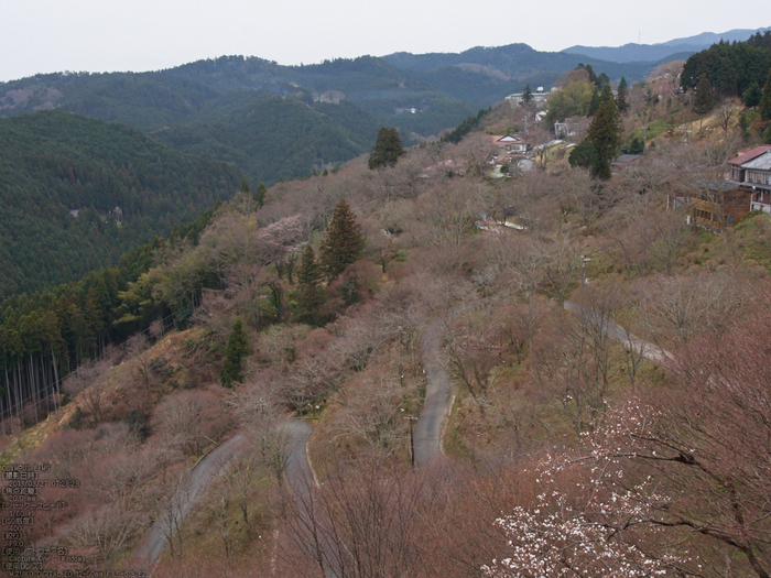 桜本坊（吉野山）_桜_2013yaotomi_18s.jpg