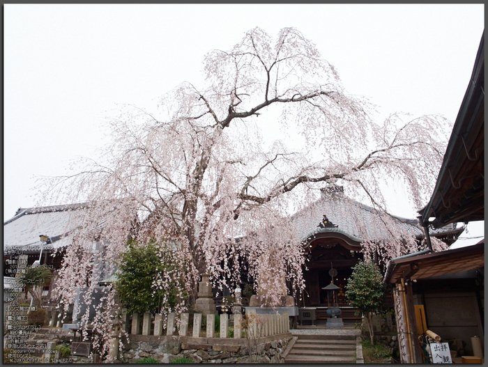 桜本坊（吉野山）_桜_2013yaotomi_1st.jpg