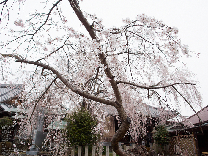 桜本坊（吉野山）_桜_2013yaotomi_3s.jpg