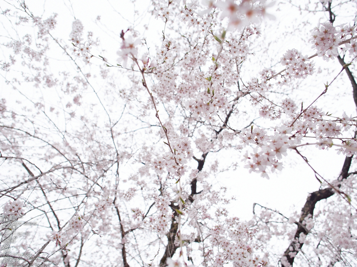 桜本坊（吉野山）_桜_2013yaotomi_6s.jpg