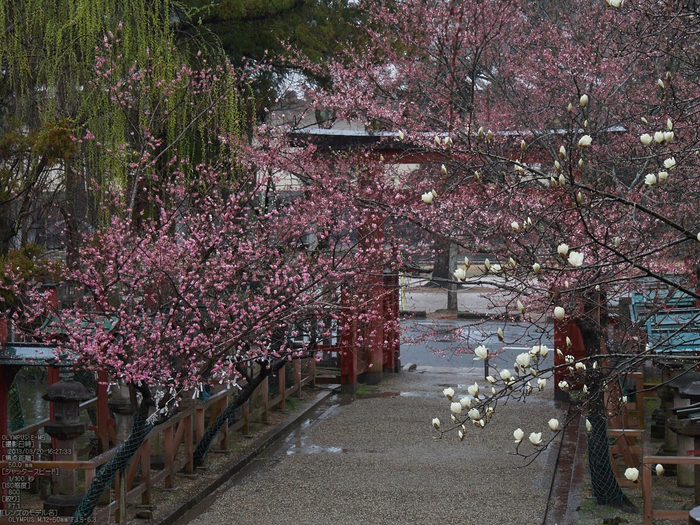 氷室神社・桜_2013yaotomi_10s.jpg