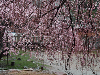 氷室神社・桜_2013yaotomi_11s.jpg