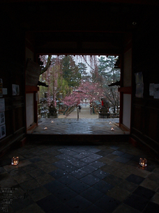 氷室神社・桜_2013yaotomi_16s.jpg