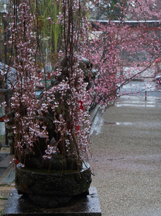 氷室神社・桜_2013yaotomi_17s.jpg