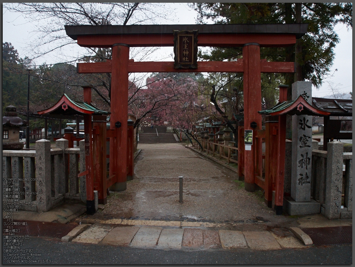 氷室神社・桜_2013yaotomi_1st.jpg