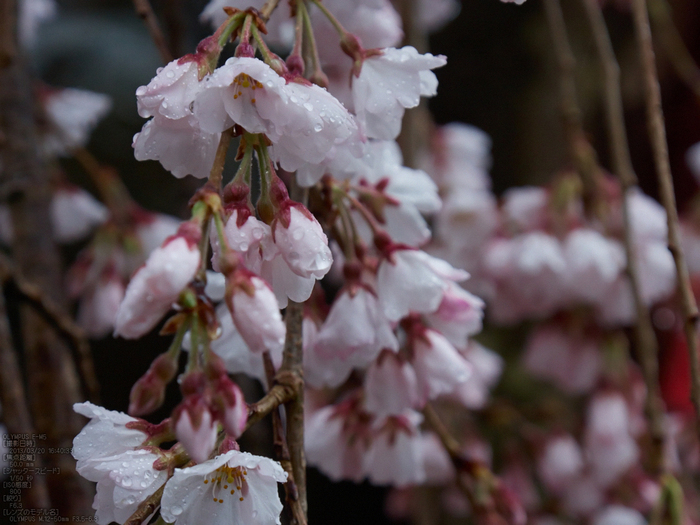 氷室神社・桜_2013yaotomi_20s.jpg