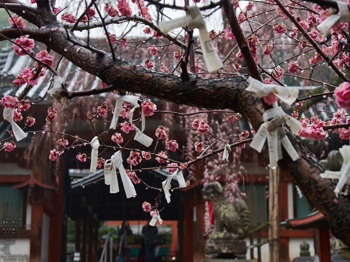 氷室神社・桜_2013yaotomi_21s.jpg