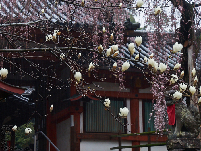 氷室神社・桜_2013yaotomi_22s.jpg