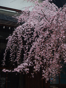 氷室神社・桜_2013yaotomi_23s.jpg