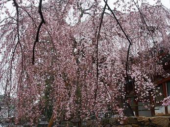 氷室神社・桜_2013yaotomi_25s.jpg