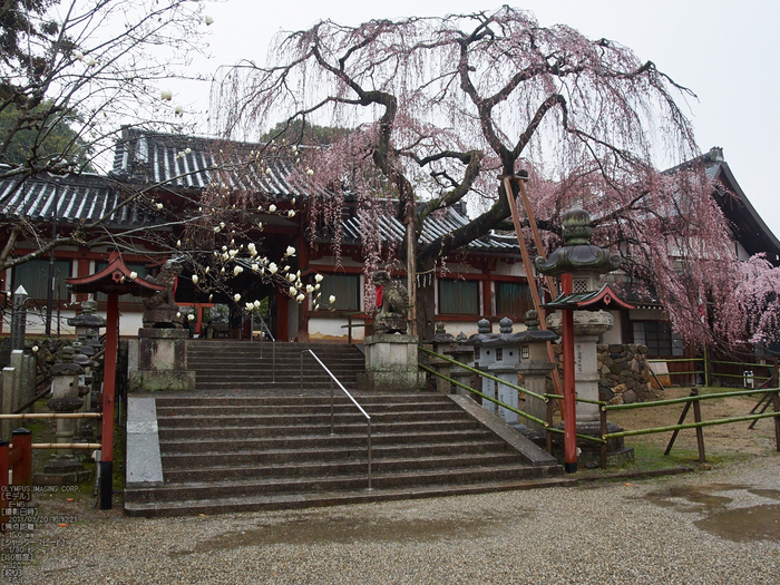 氷室神社・桜_2013yaotomi_2s.jpg