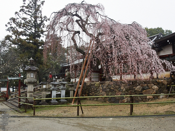 氷室神社・桜_2013yaotomi_3s.jpg
