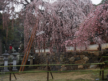 氷室神社・桜_2013yaotomi_5s.jpg