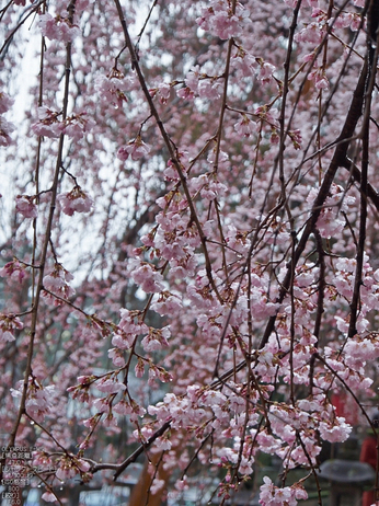 氷室神社・桜_2013yaotomi_6s.jpg