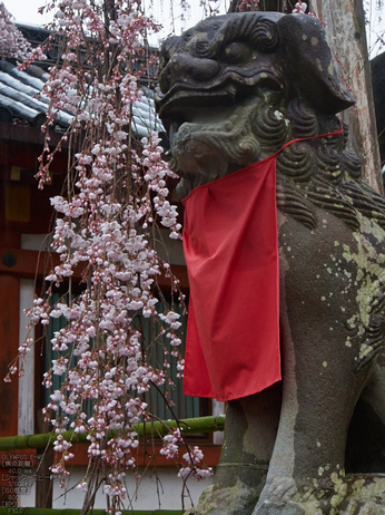 氷室神社・桜_2013yaotomi_7s.jpg