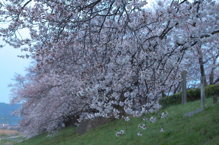 背割堤_桜_2013yaotomi_10s.jpg