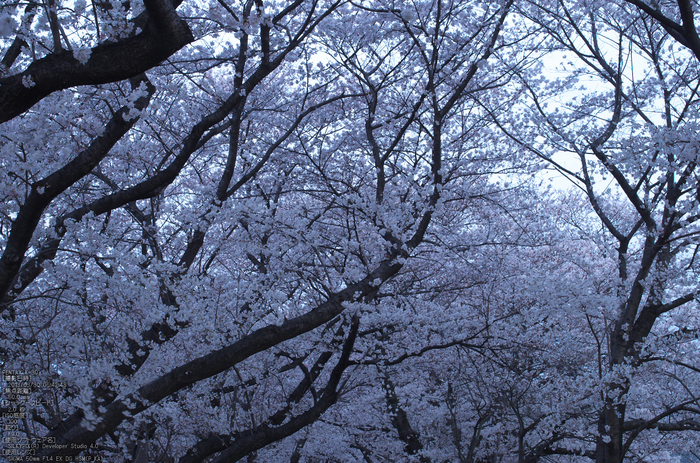 背割堤_桜_2013yaotomi_11s.jpg