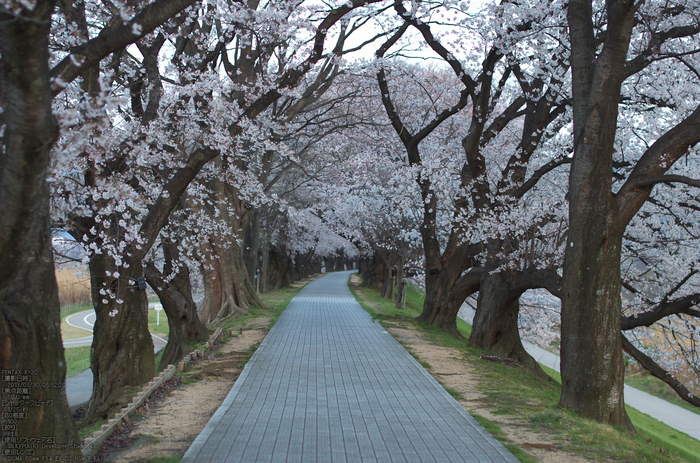 背割堤_桜_2013yaotomi_13s.jpg