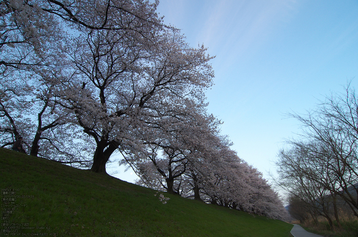 背割堤_桜_2013yaotomi_15s.jpg