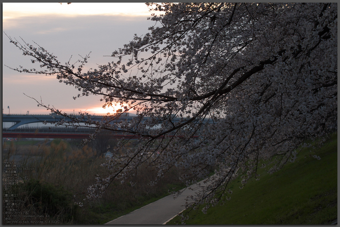 背割堤_桜_2013yaotomi_21st.jpg