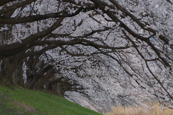 背割堤_桜_2013yaotomi_23s.jpg