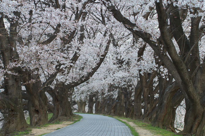 背割堤_桜_2013yaotomi_25s.jpg