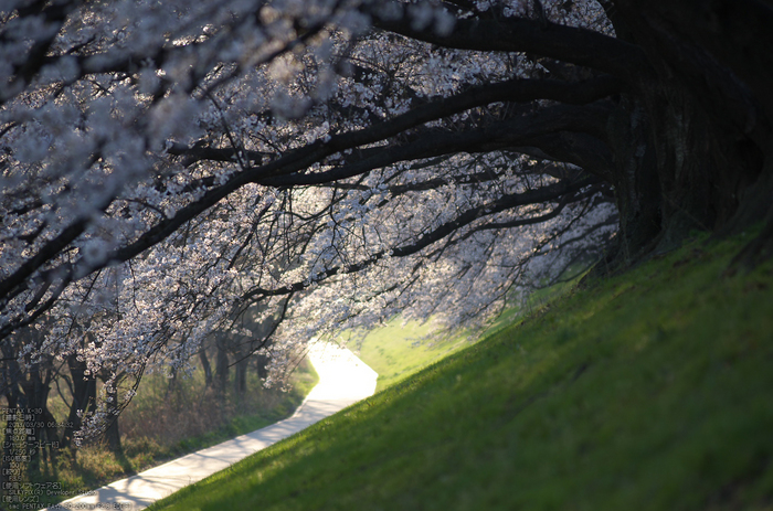 背割堤_桜_2013yaotomi_31s.jpg