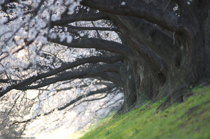 背割堤_桜_2013yaotomi_32s.jpg