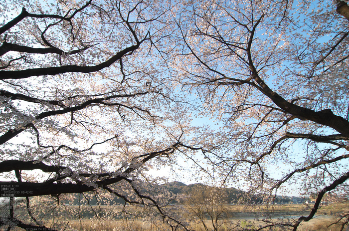 背割堤_桜_2013yaotomi_50s.jpg