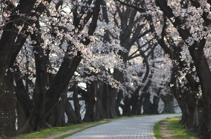 背割堤_桜_2013yaotomi_52s.jpg