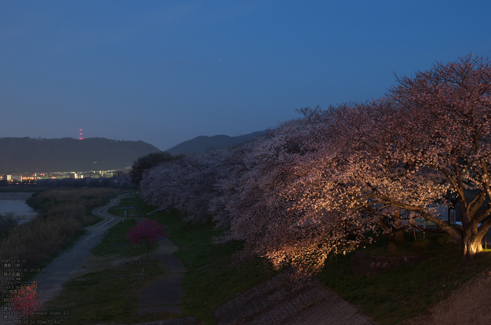 背割堤_桜_2013yaotomi_5s.jpg