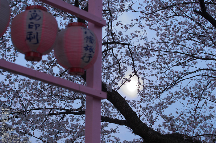 背割堤_桜_2013yaotomi_8s.jpg