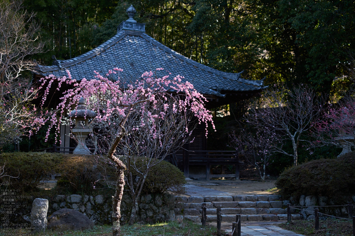 観心寺_梅_2013yaotomi_15s.jpg