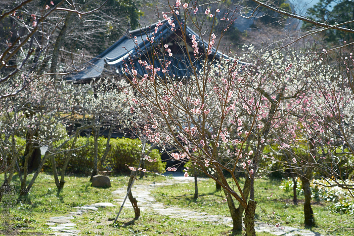 観心寺_梅_2013yaotomi_16s.jpg