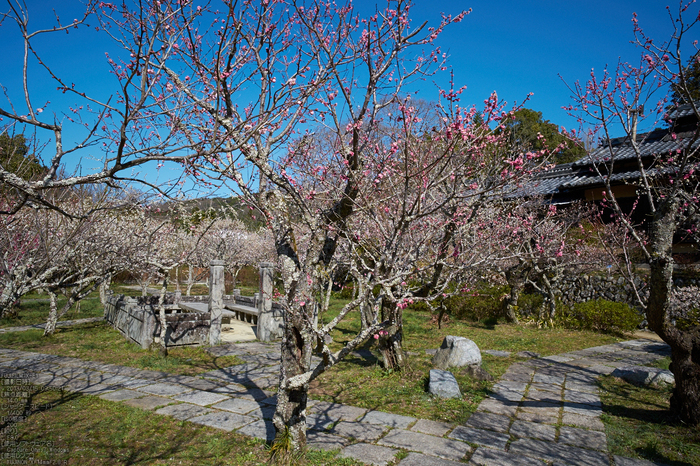 観心寺_梅_2013yaotomi_26s.jpg