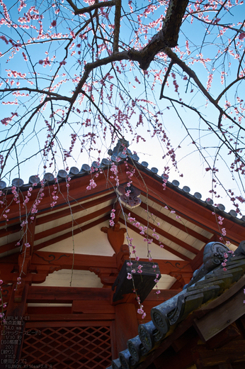 観心寺_梅_2013yaotomi_28s.jpg