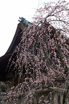 道明寺天満宮_梅_2013yaotomi_10s.jpg