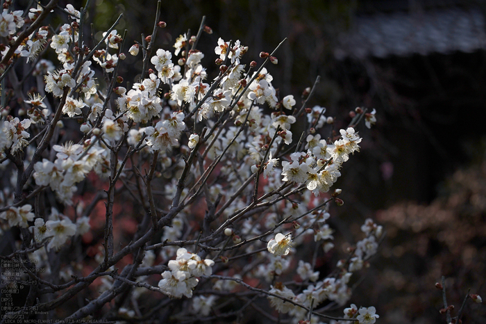 道明寺天満宮_梅_2013yaotomi_12s.jpg