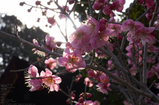 道明寺天満宮_梅_2013yaotomi_15s.jpg