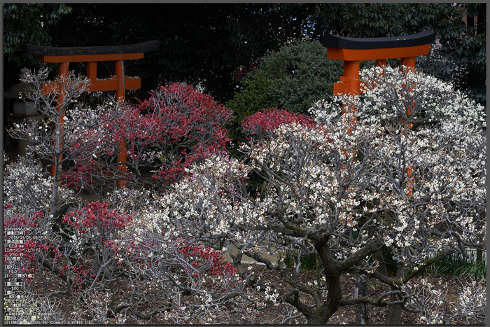 道明寺天満宮_梅_2013yaotomi_1st.jpg