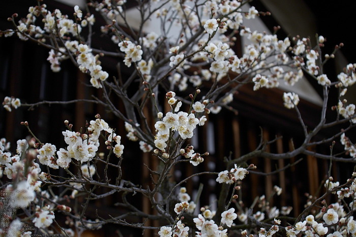 道明寺天満宮_梅_2013yaotomi_23s.jpg