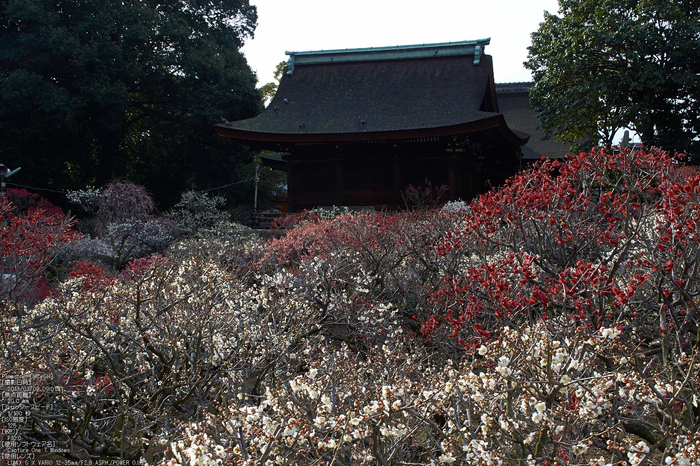 道明寺天満宮_梅_2013yaotomi_3s.jpg