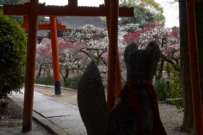 道明寺天満宮_梅_2013yaotomi_7s.jpg