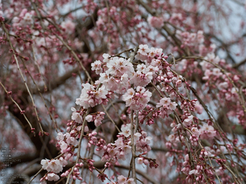 醍醐寺_しだれ桜_2013yaotomi_11s.jpg