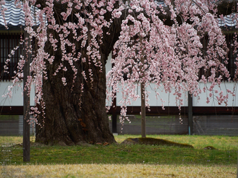 醍醐寺_しだれ桜_2013yaotomi_12s.jpg